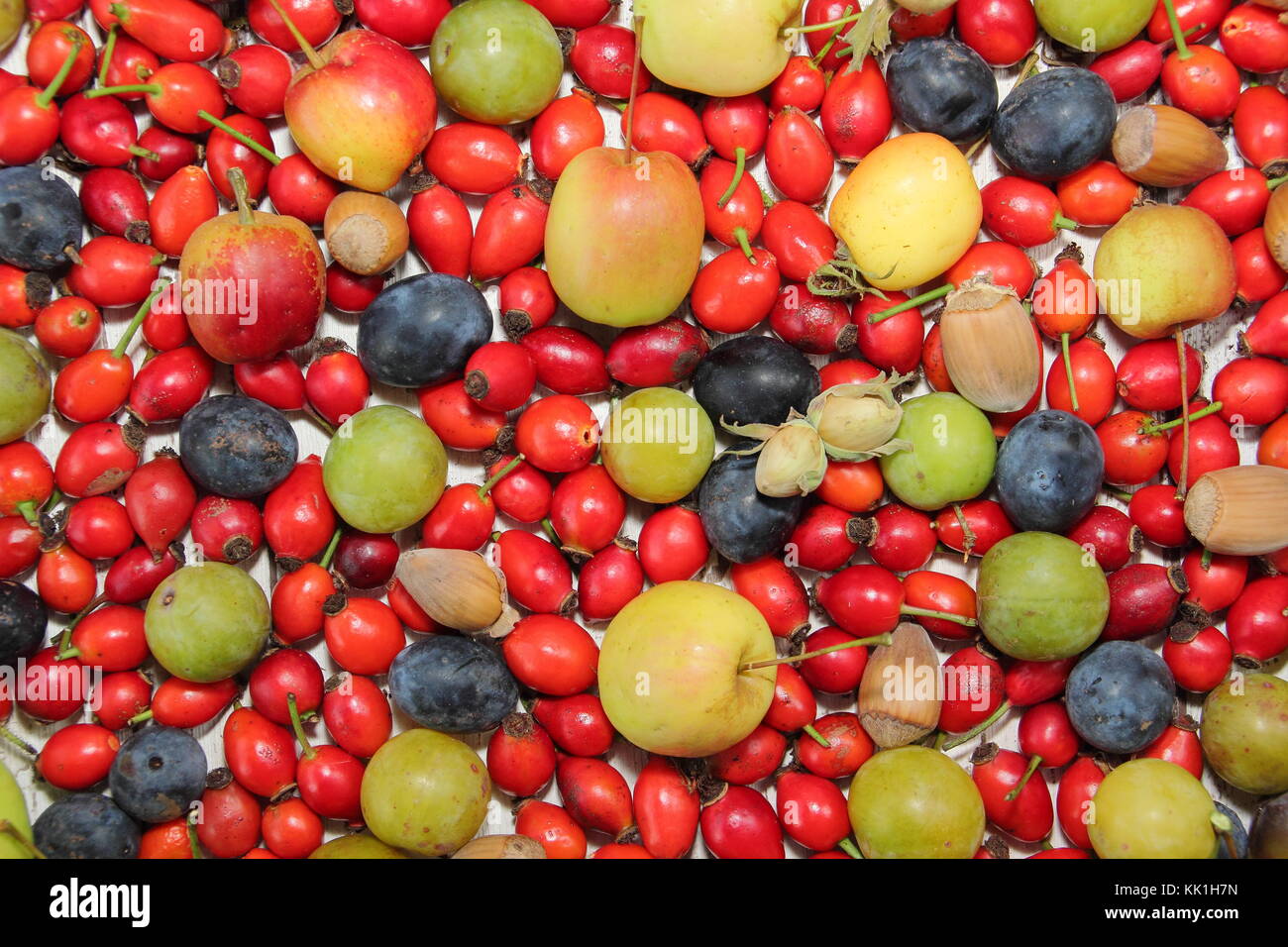 Freshly picked autumn hedgerow fruits, nuts and berries including sweet chestnut, rose hips, crab apples, cobnuts, green plums and sloes, UK Stock Photo