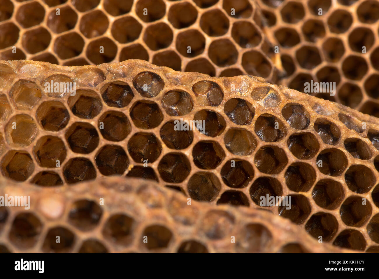 Honey comb with honey bee (Apis mellifera) nest. Hexagonal structure within bee hive of European bee in the family Apidae Stock Photo