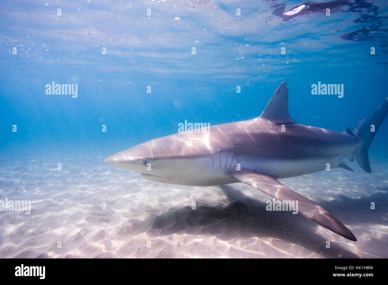 Dusky shark (Carcharhinus obscurus) a species of requiem shark, in the family Carcharhinidae, occurring in tropical and warm-temperate continental sea Stock Photo