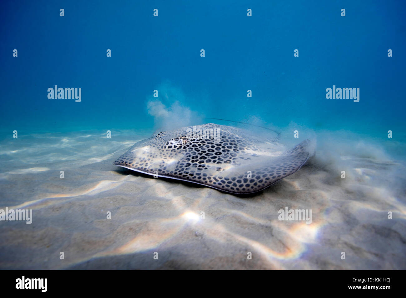 Honeycomb stingray (Himantura uarnak) on the seabed. Photographed in the Mediterranean Sea, Hadera, Israel Stock Photo