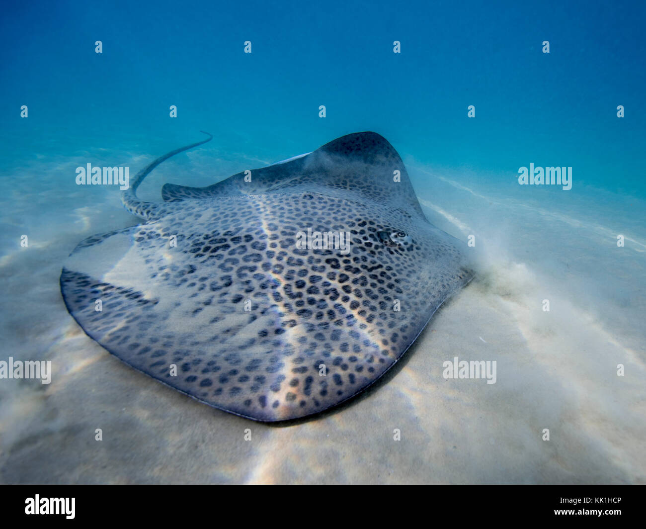 Honeycomb stingray (Himantura uarnak) on the seabed. Photographed in the Mediterranean Sea, Hadera, Israel Stock Photo