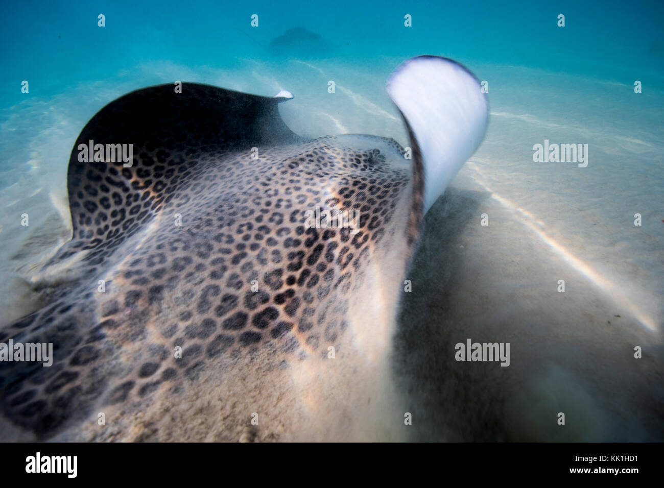 Honeycomb stingray (Himantura uarnak) on the seabed. Photographed in the Mediterranean Sea, Hadera, Israel Stock Photo