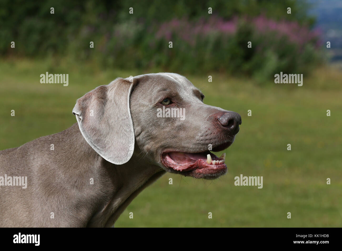 weimaraner vorstehhund