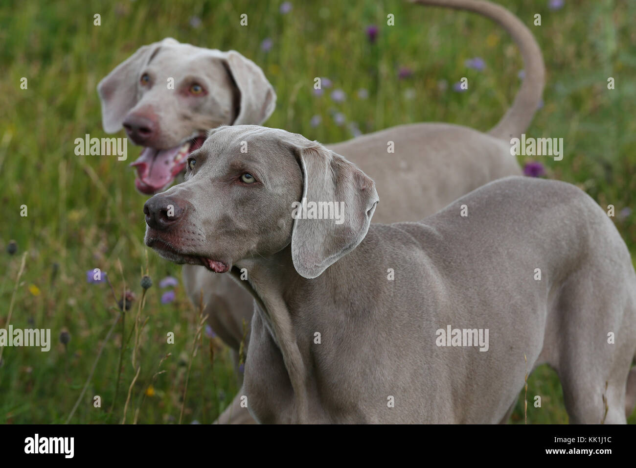 weimaraner vorstehhund