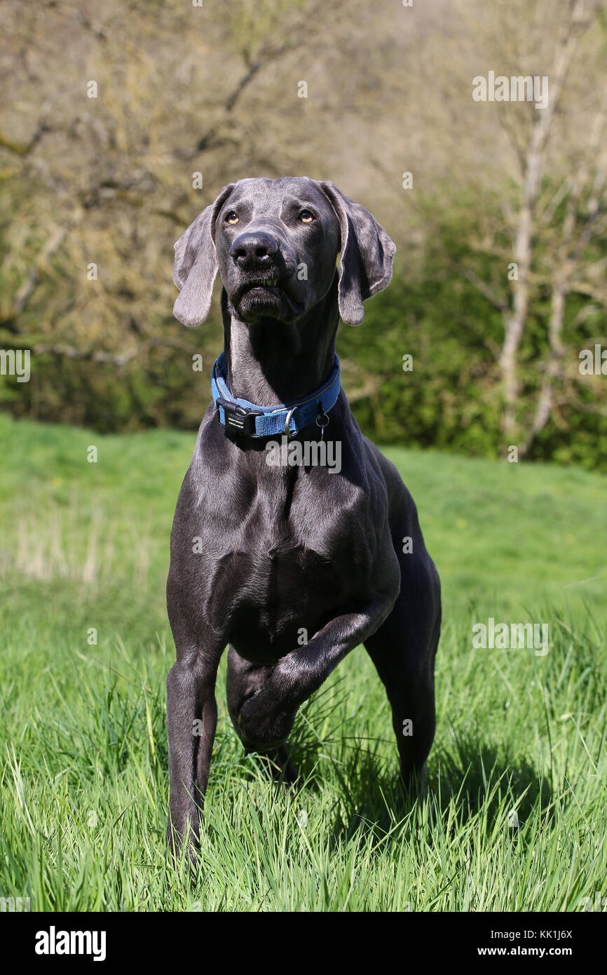 weimaraner vorstehhund