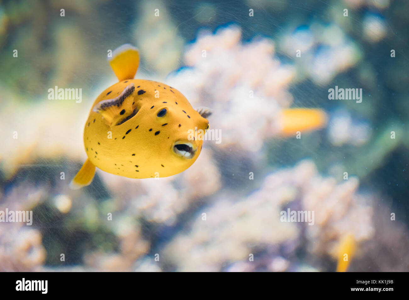 Yellow Blackspotted Puffer Or Dog-faced Puffer Fish Arothron Nigropunctatus Swimming In Water. If Not Prepared Properly, Toxin Found In Pufferfish - T Stock Photo
