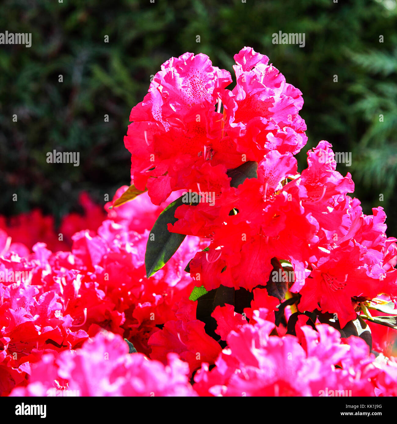 Rhododendrons in full bloom captured by photographer Peter Wheeler in his rear garden in Shropshire. Stock Photo