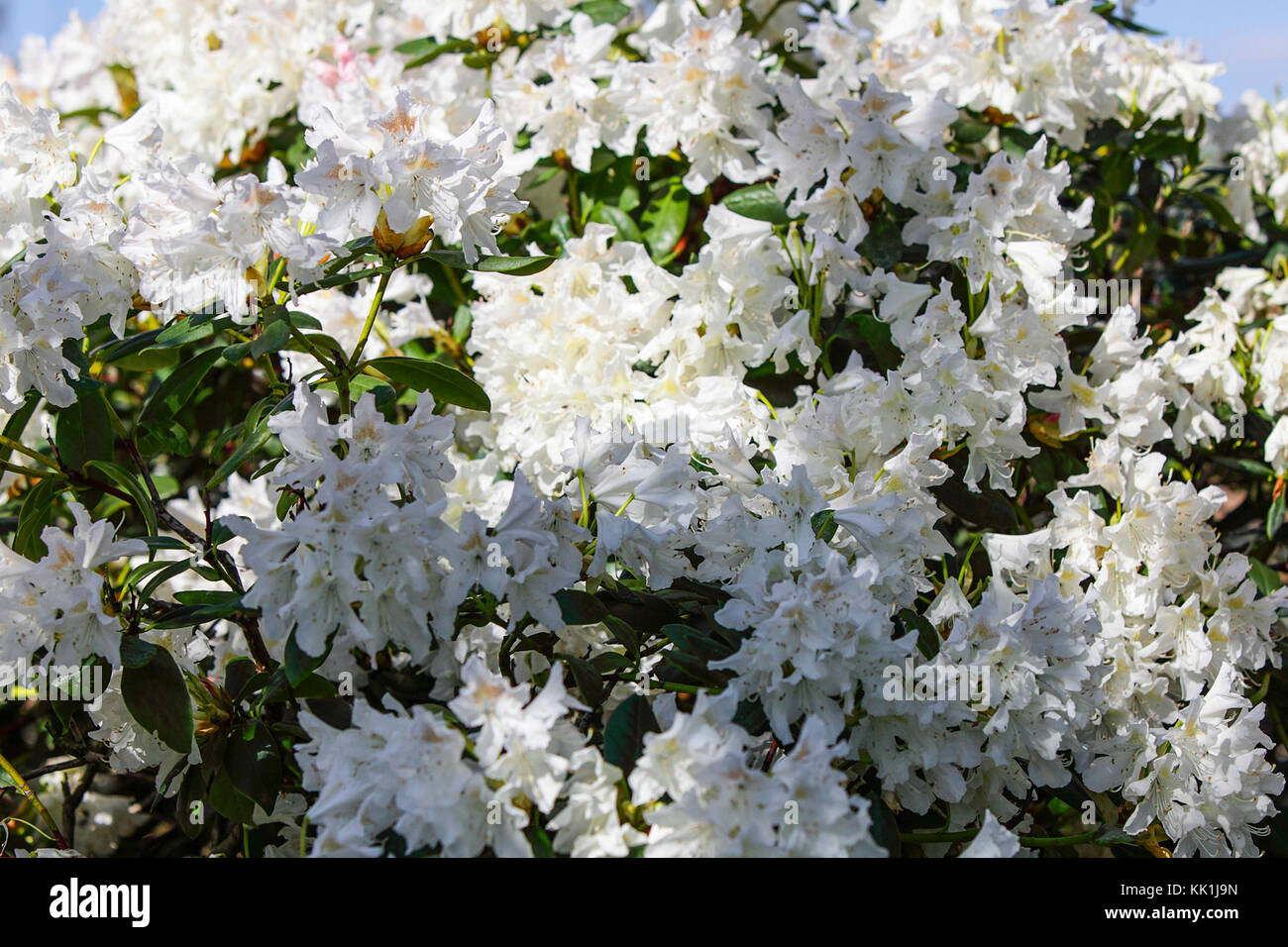 Rhododendrons in full bloom captured by photographer Peter Wheeler in his rear garden in Shropshire. Stock Photo