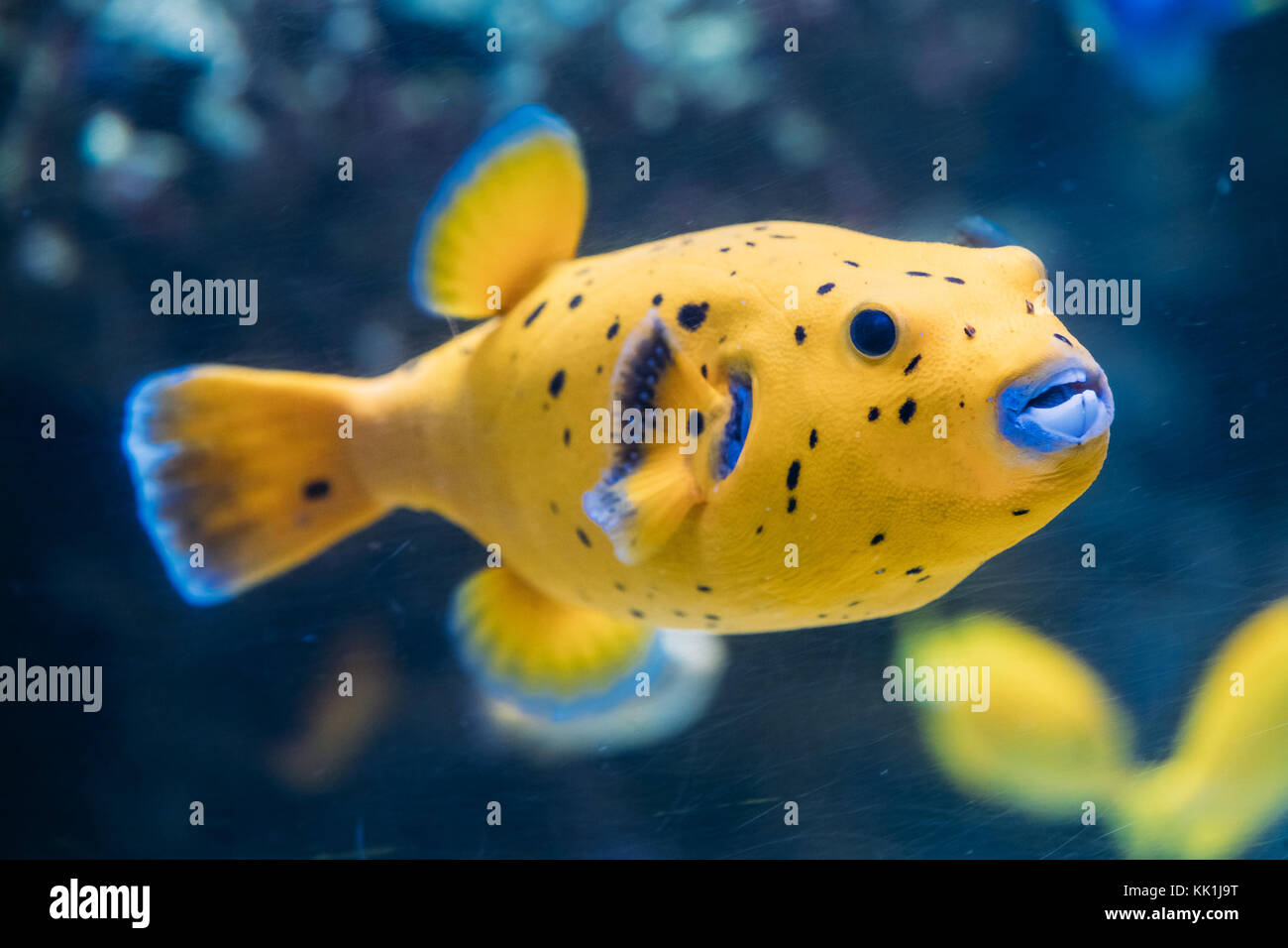 Yellow Blackspotted Puffer Or Dogfaced Puffer Fish Arothron