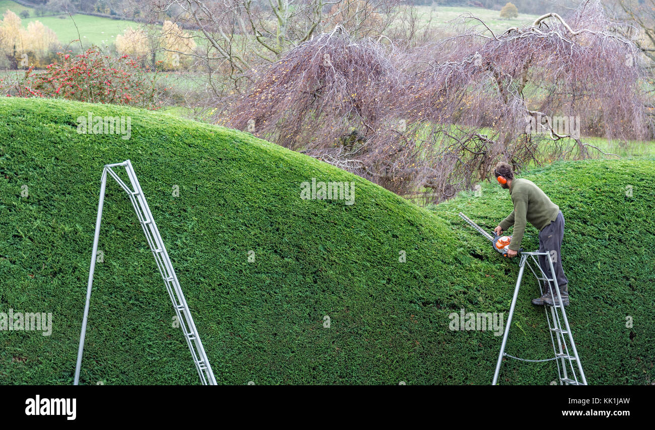 Hedge trimming at the start of winter Stock Photo