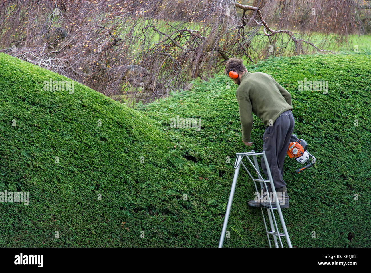 Leylandii hedge hires stock photography and images Alamy