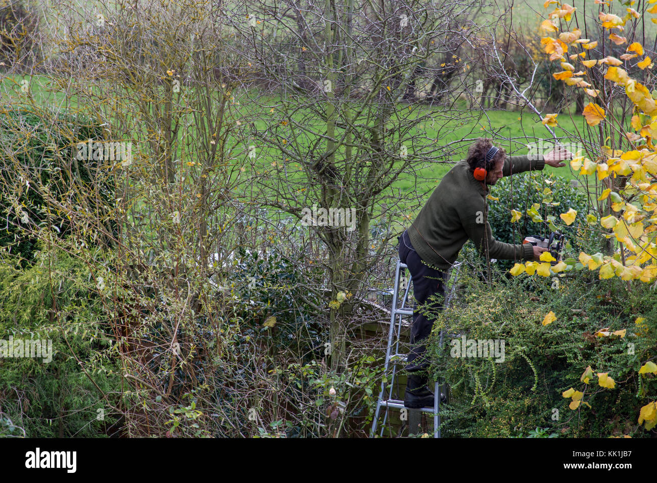Hedge trimming at the start of winter Stock Photo Alamy