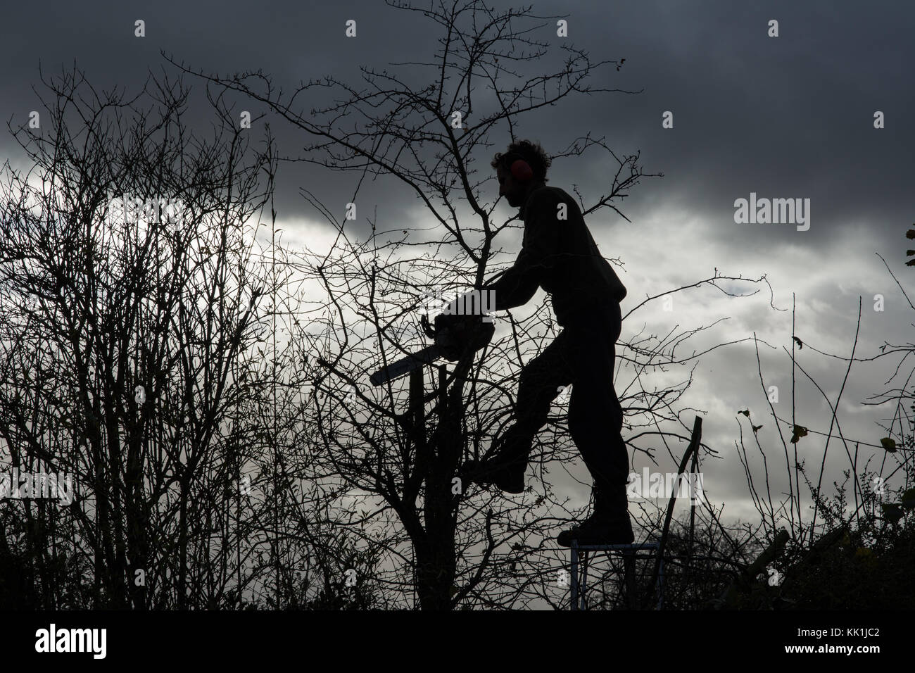 Hedge trimming at the start of winter Stock Photo Alamy