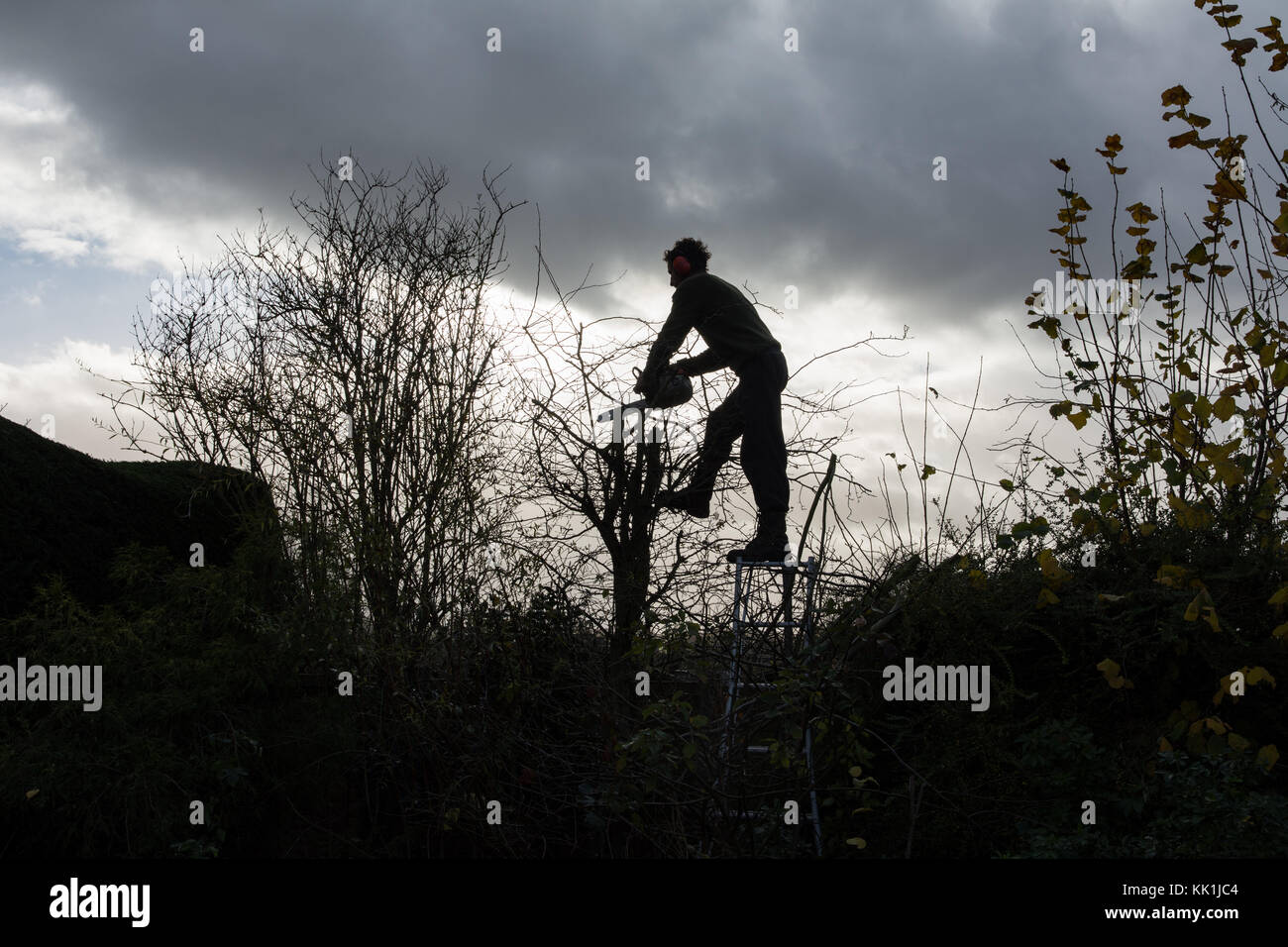 Hedge trimming at the start of winter Stock Photo Alamy