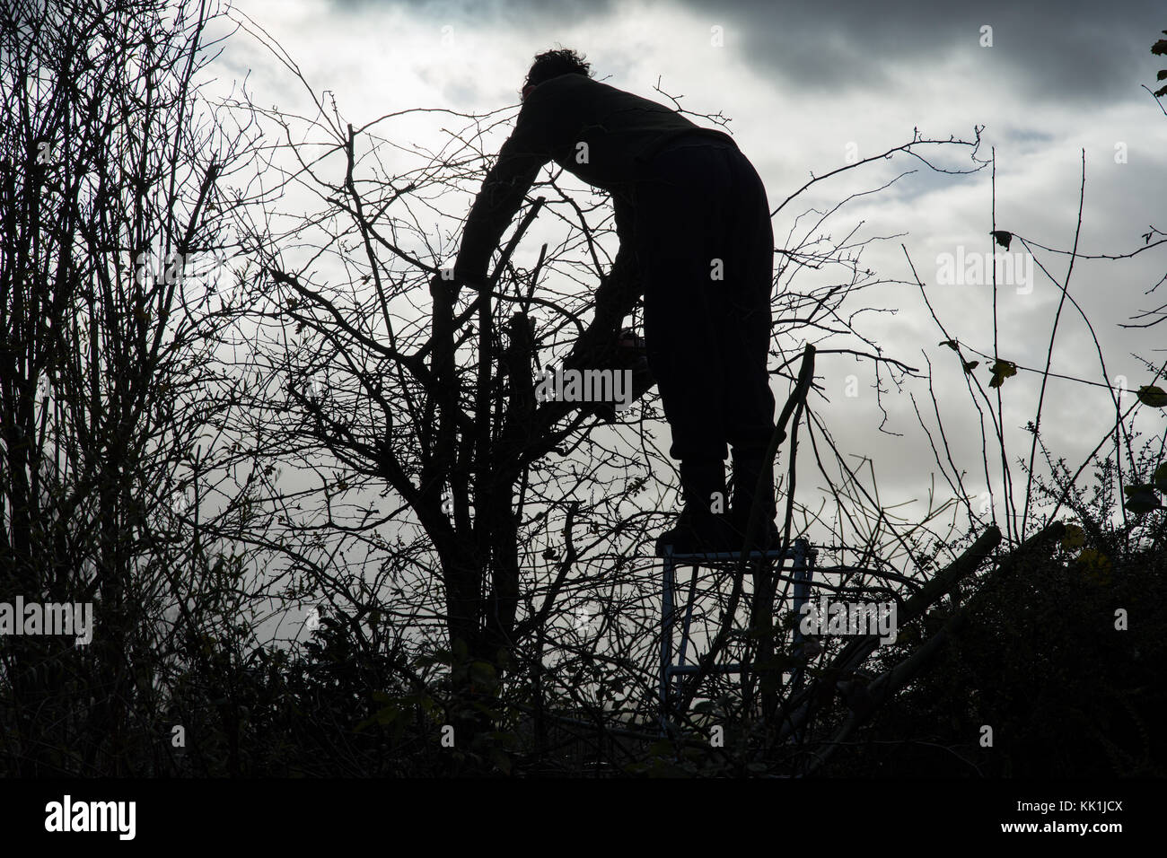 Hedge trimming at the start of winter Stock Photo Alamy