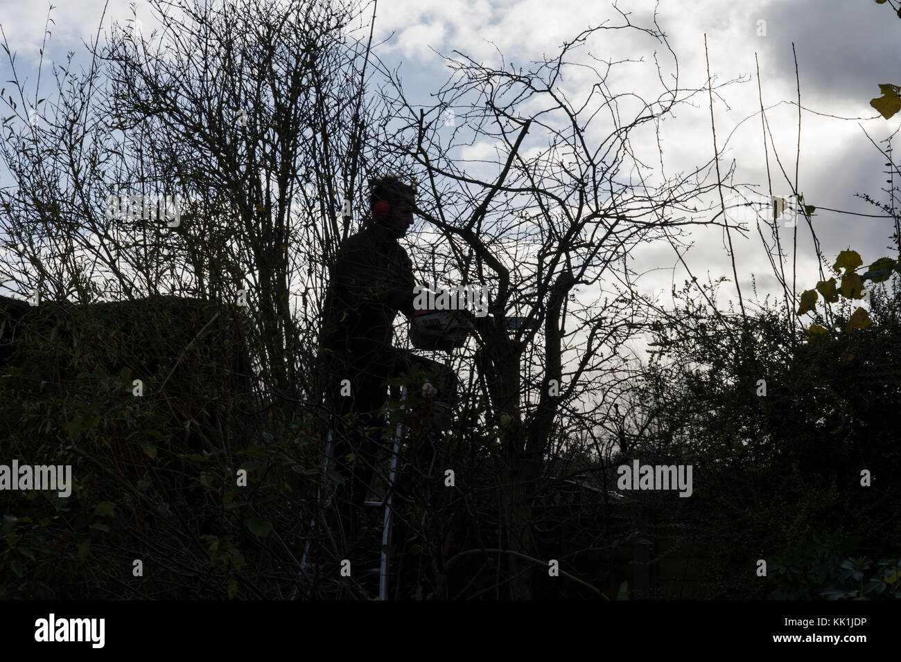 Hedge trimming at the start of winter Stock Photo Alamy