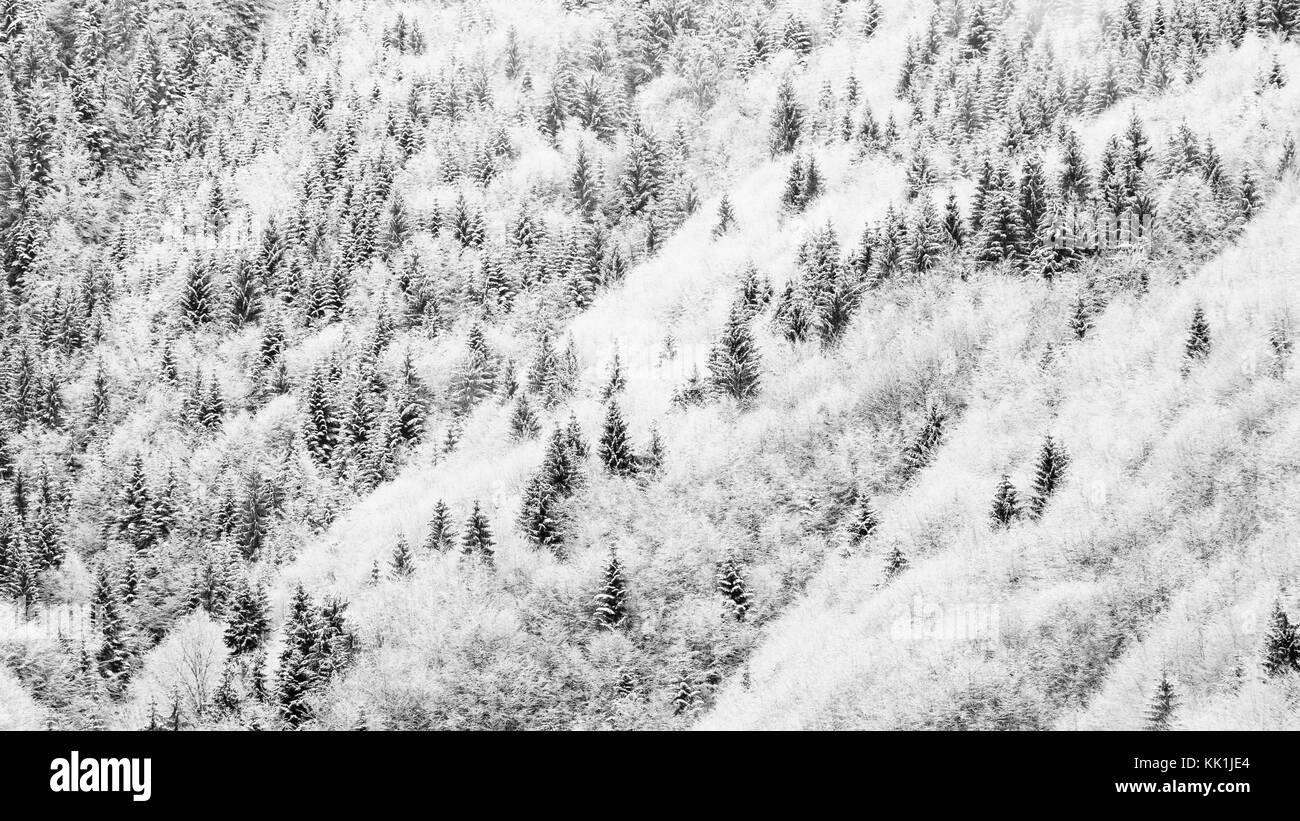 black and white moody image of forest landscape in winter Stock Photo ...