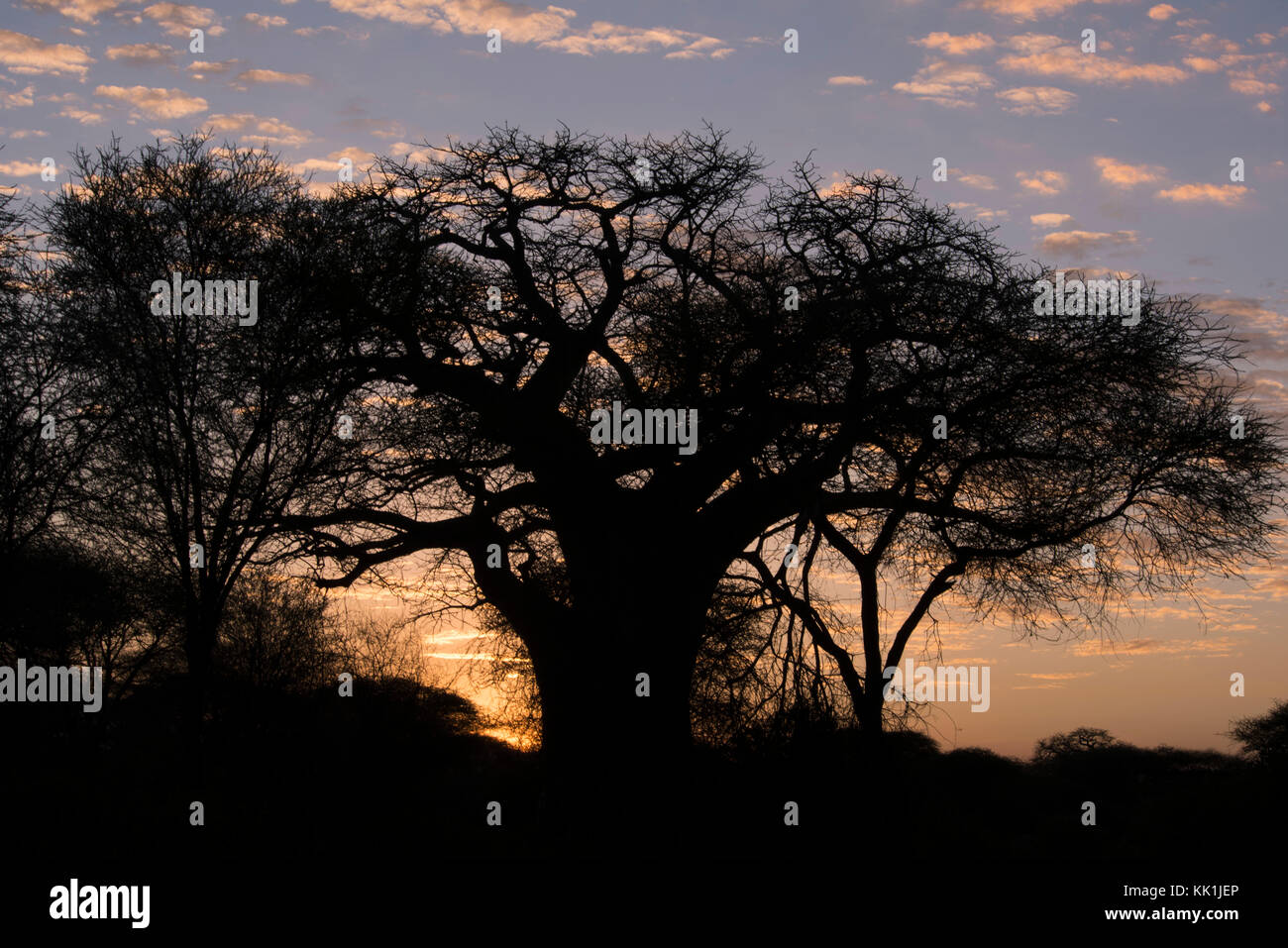 A Baobob tree (Adansonia digitala) at sunset in Tarangire National Park ...