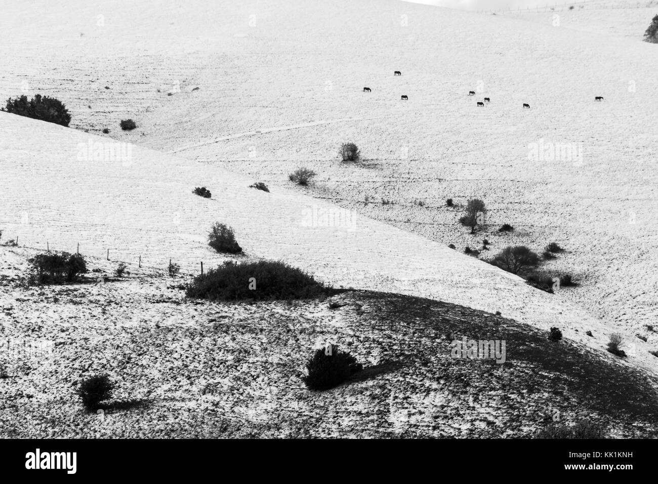 View of mountain field meadows covered by snow, with small plants and a small group of distant horses Stock Photo