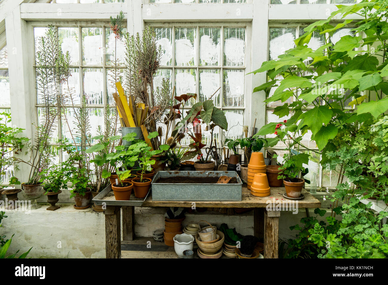 romantic idyllic plant table in the green house with old retro flower pot pots, garden tools and plants Stock Photo