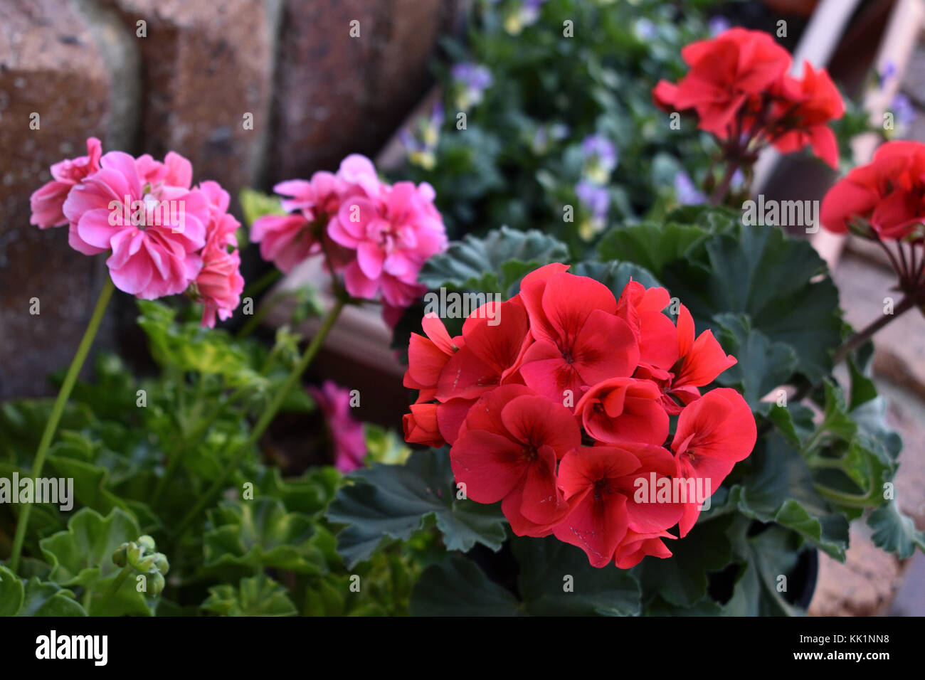 Survivor Geranium Flowers High Resolution Stock Photography and Images Alamy