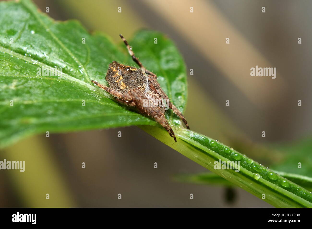 Garden Orb Weaver Spider Eriophora Transmarina Australia Stock