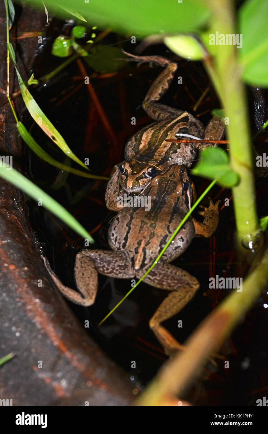 Male combat in two striped marsh frogs (Limnodynastes peronii), St Ives, Australia Stock Photo