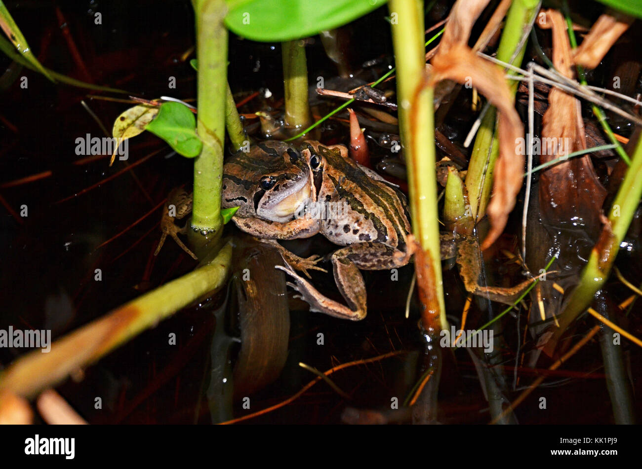 Male combat in two striped marsh frogs (Limnodynastes peronii), St Ives