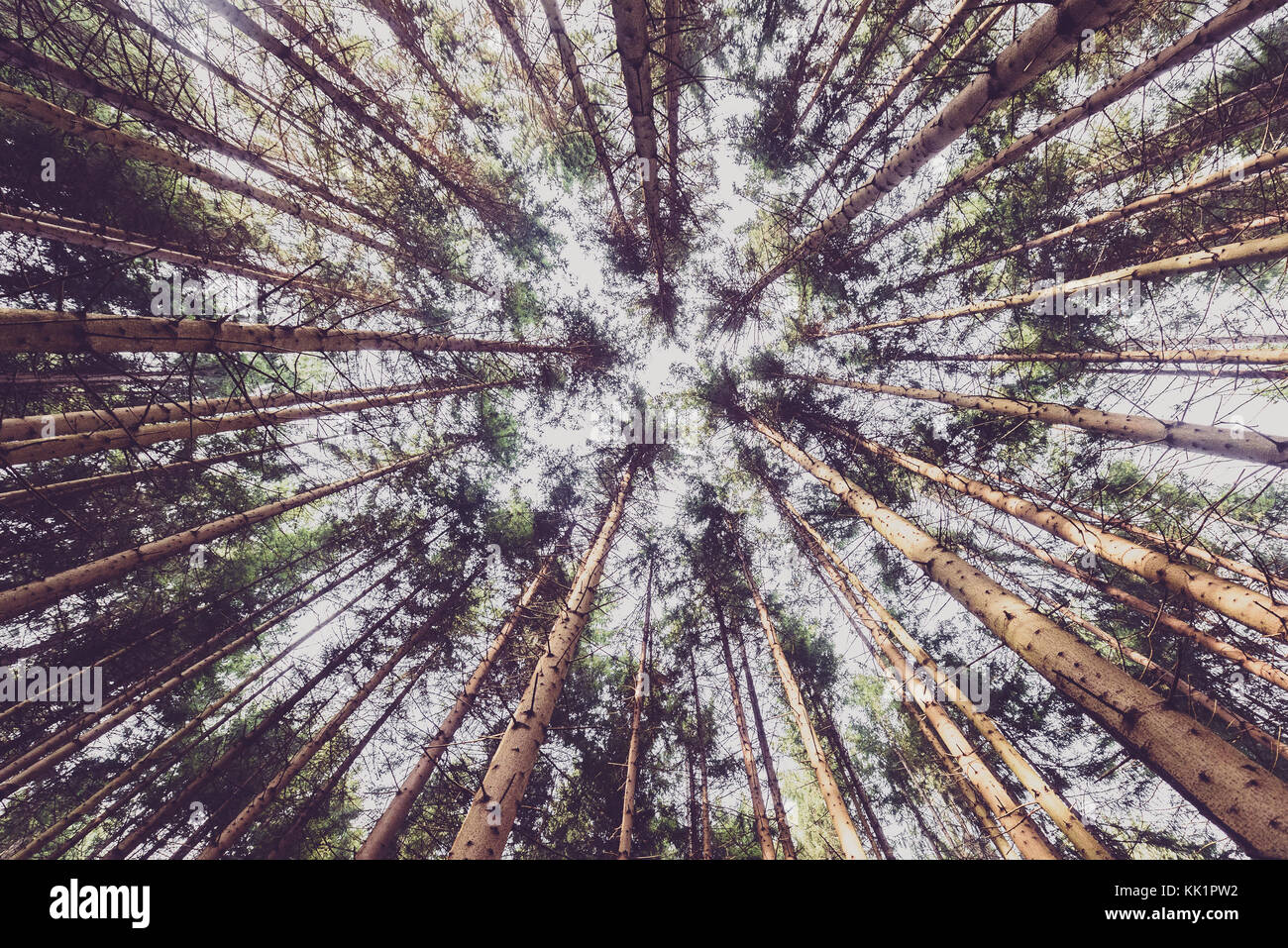 Looking up pine trees crowns branches in woods or forest. Woodlands of Slovenia. Bottom view wide angle background photo. Tops of trees from ground vi Stock Photo