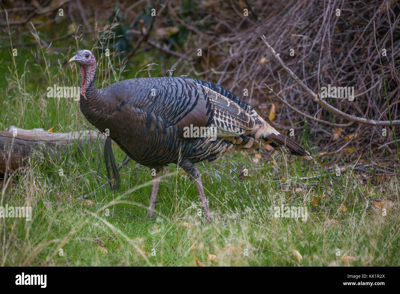Wild turkey, Zion National Park, Utah Stock Photo Alamy