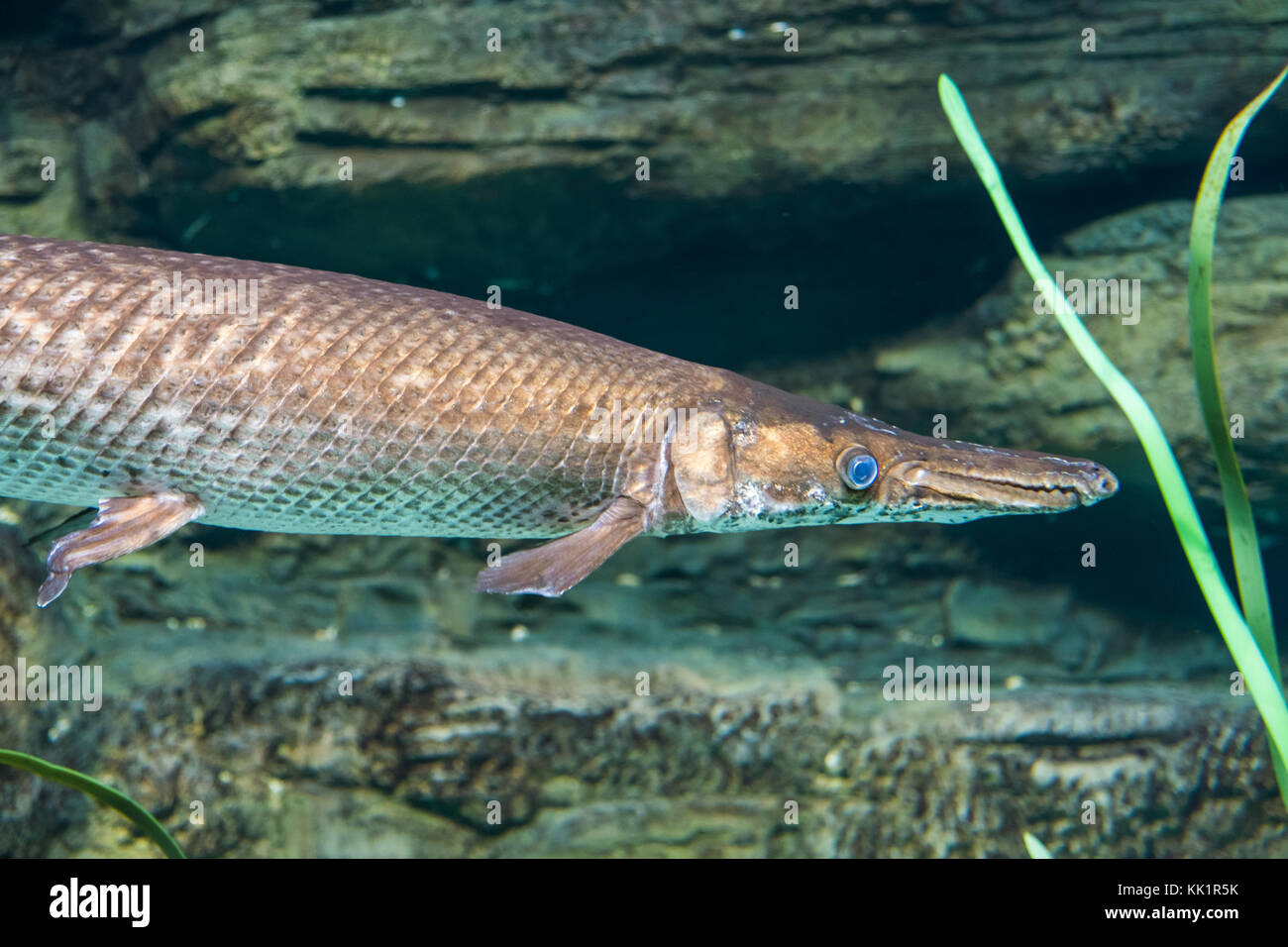 Arapaima Pirarucu Endangered Fish From Amazon River Sudis Gigas Stock Photo Alamy Arapaima Pirarucu Endangered Fish From Amazon River Sudis Gigas Stock Photo Alamy