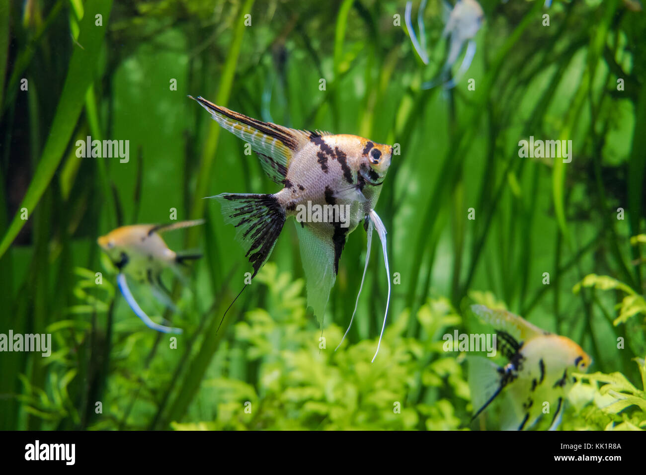 Freshwater angelfish hires stock photography and images Alamy