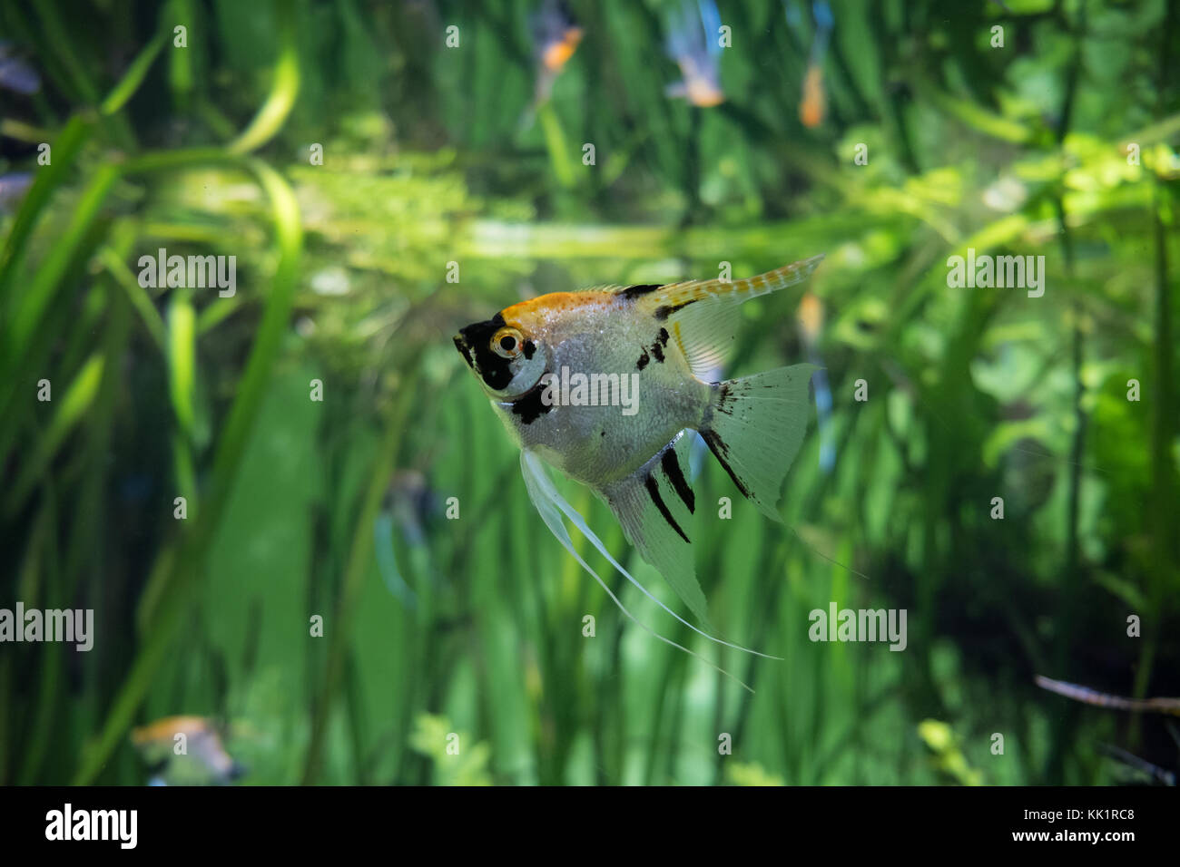 Freshwater angelfish hi-res stock photography and images - Alamy