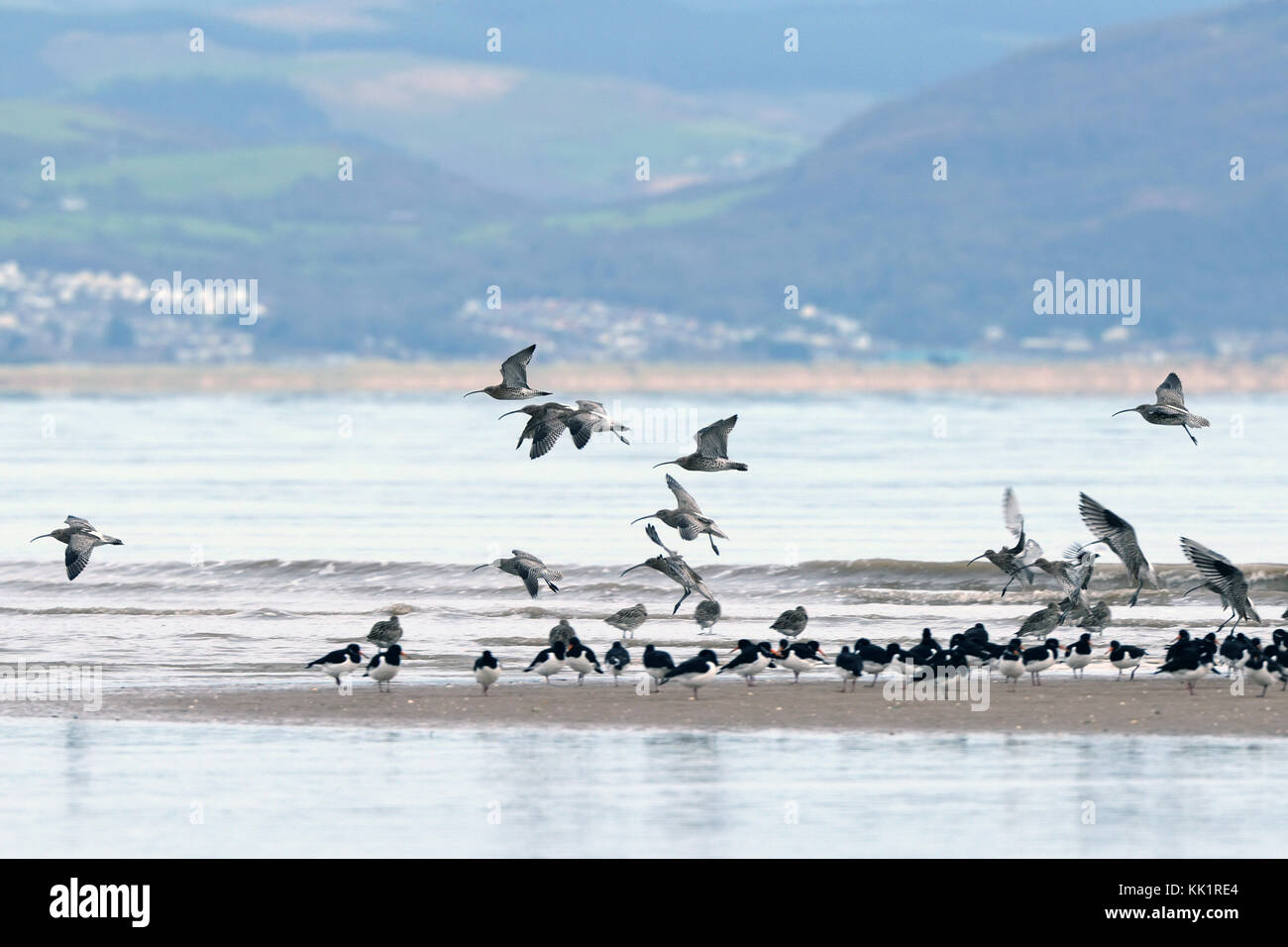 Curlews and oyster catchers gather on a sandbank at high tide in Swansea bay with rolling hills and welsh valleys in the background Stock Photo