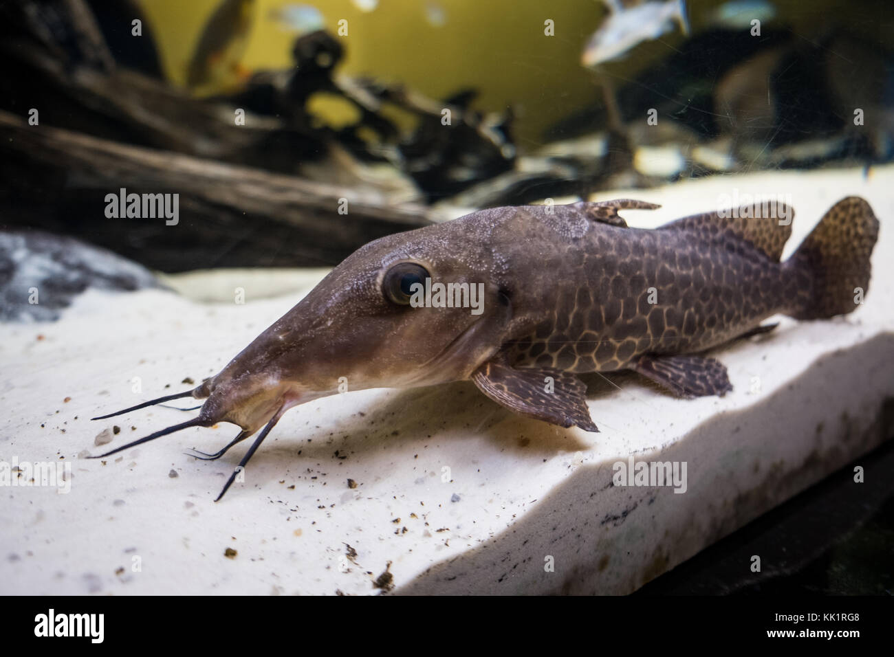 Catfish cleaner laying on the sandy aquarium floor Stock Photo - Alamy