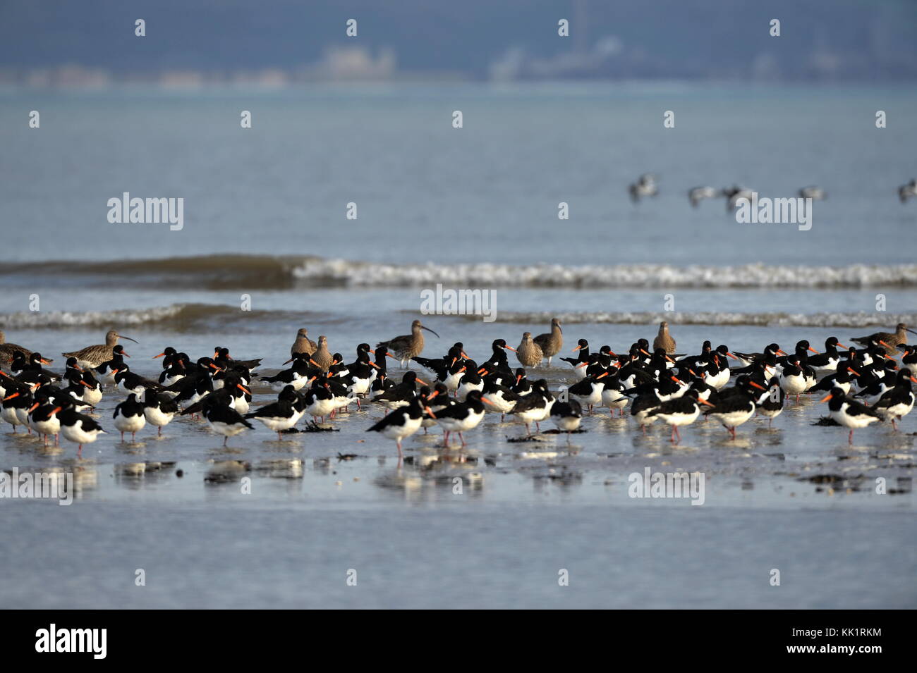 Curlews and waders wales hires stock photography and images Alamy