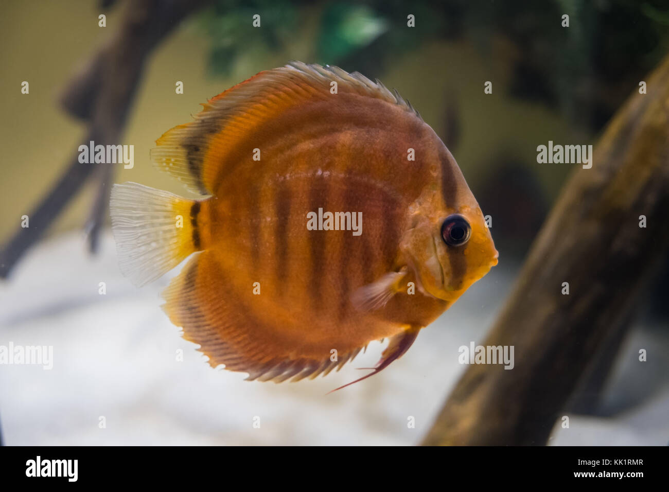 Red Discus freshwater fish closeup Stock Photo