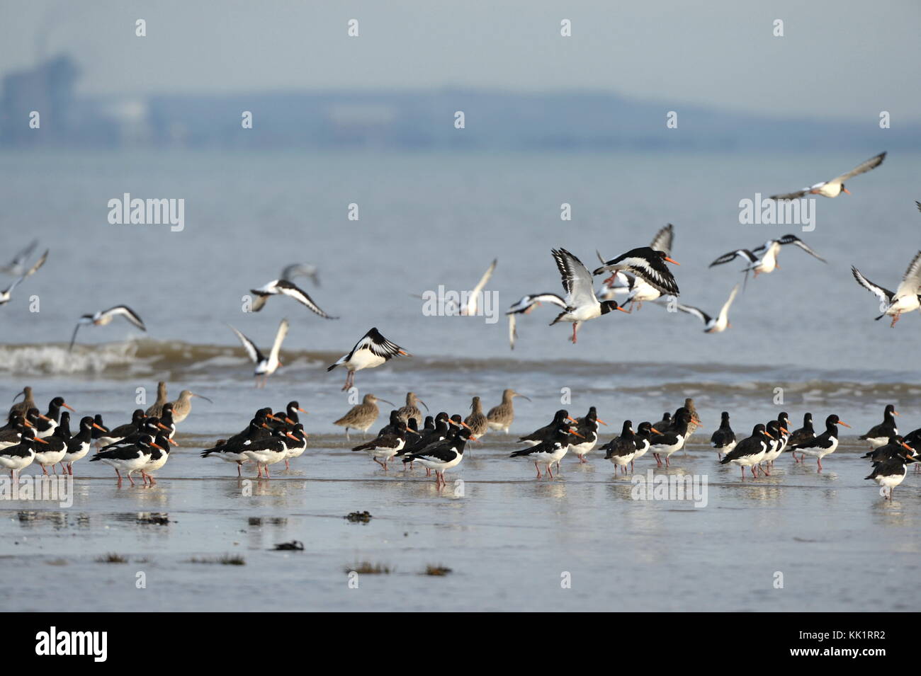 Oyster catchers coming in to land on a sandbank in Swansea Bay Stock