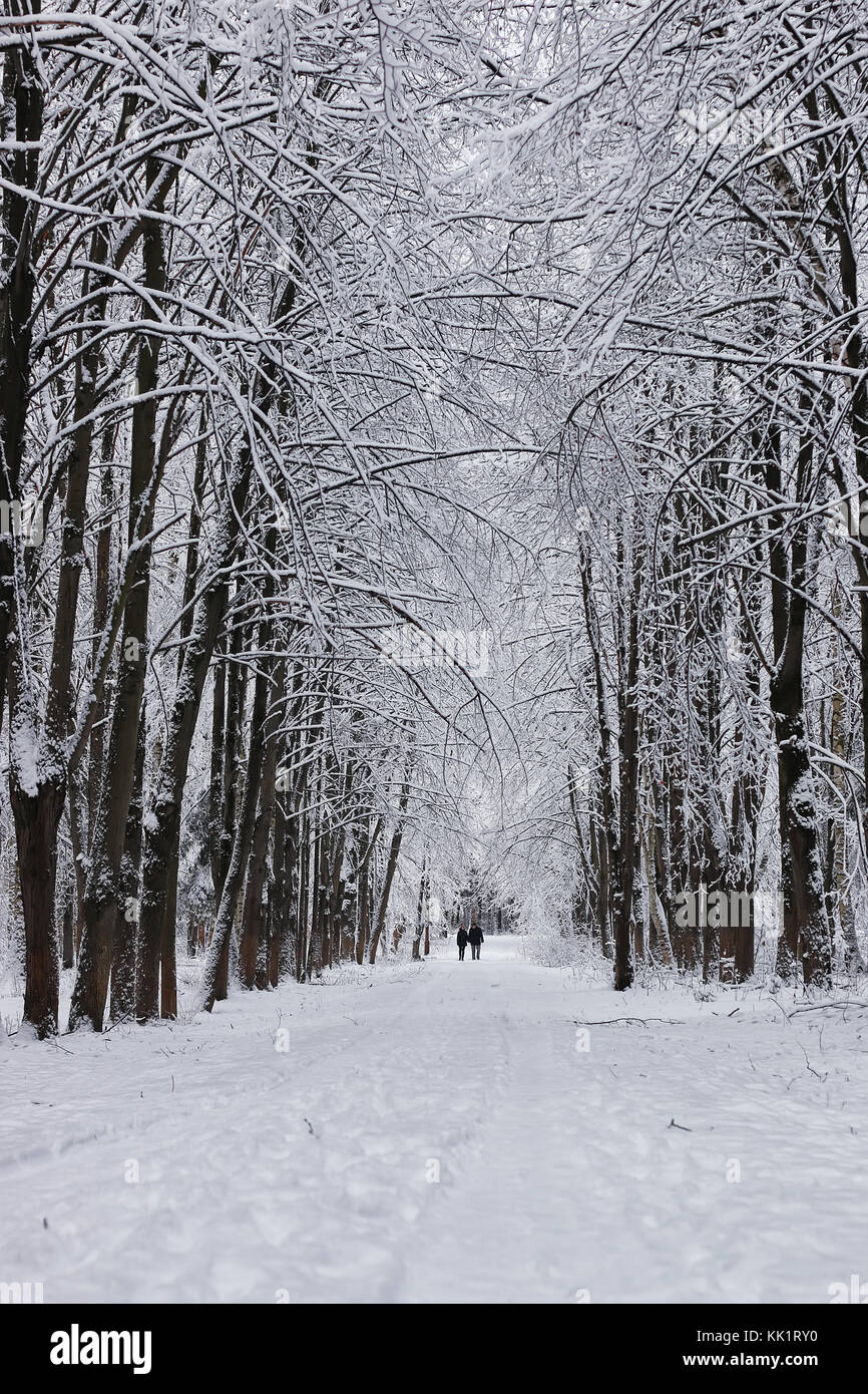 winter forest landscape with covered snow tree Stock Photo - Alamy