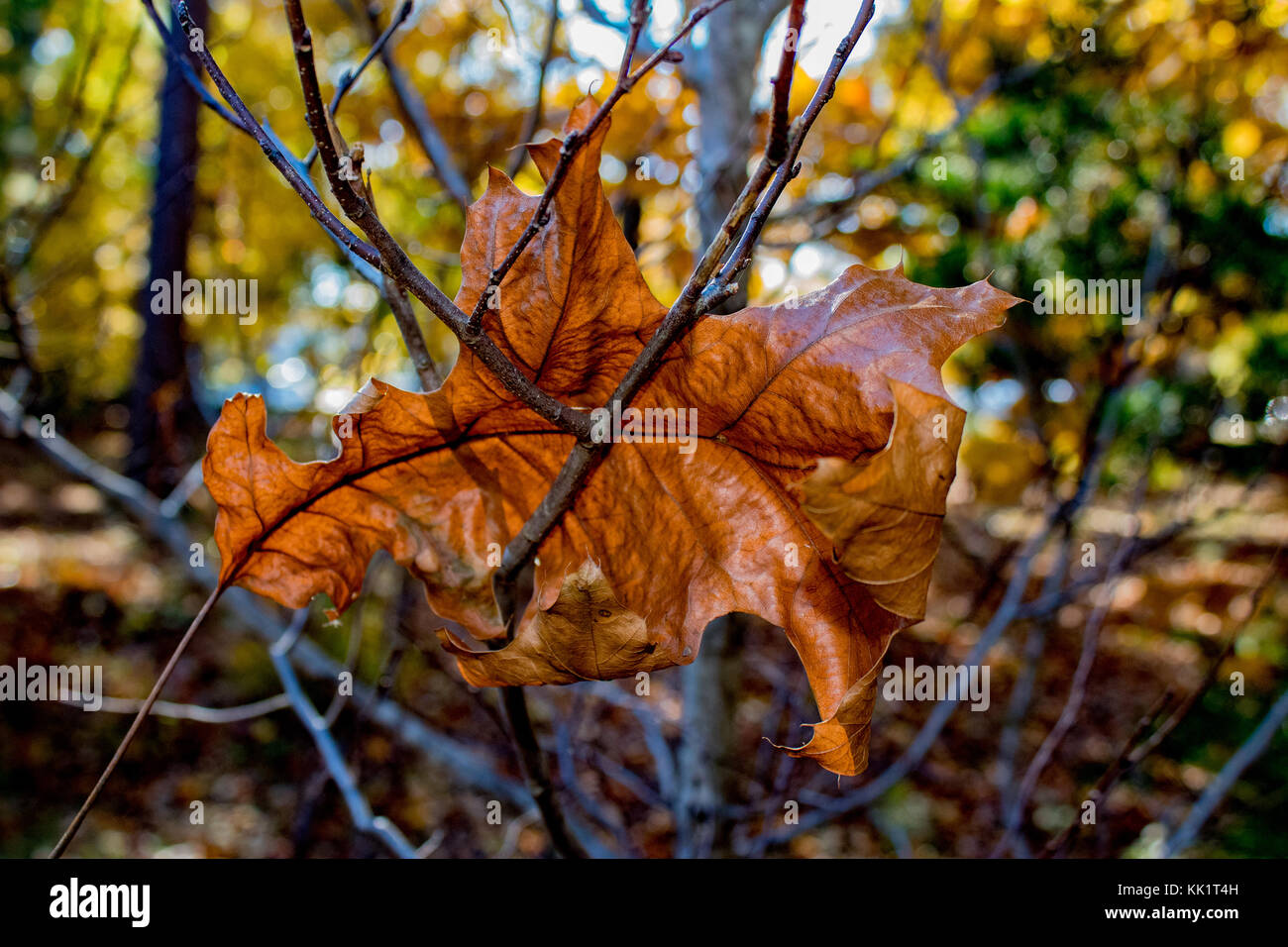 Leaf stuck between two branches Stock Photo