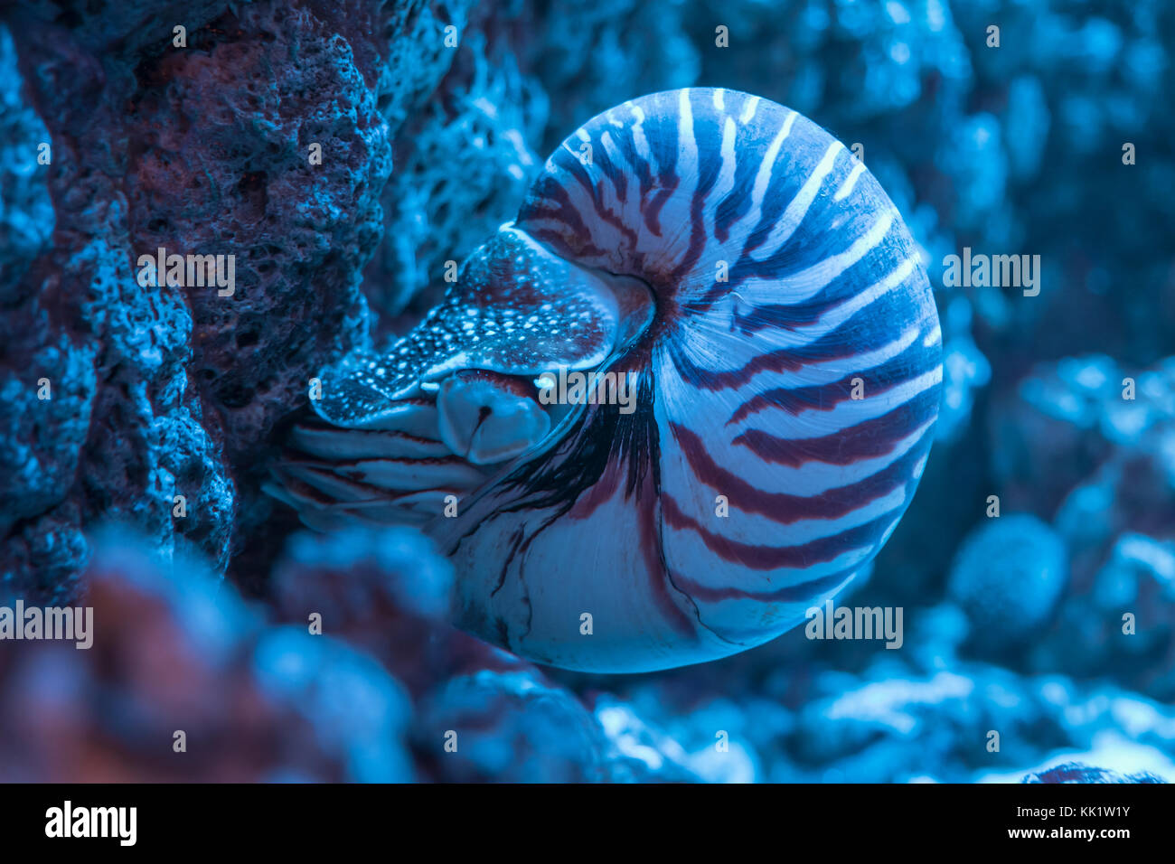 Spiral sea ocean deep shell hi-res stock photography and images - Alamy