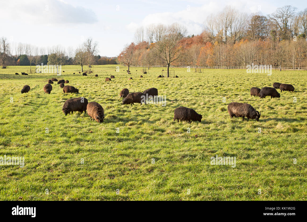 Black Hebridean sheep grazing in pasture, Blackland Park, near Calne