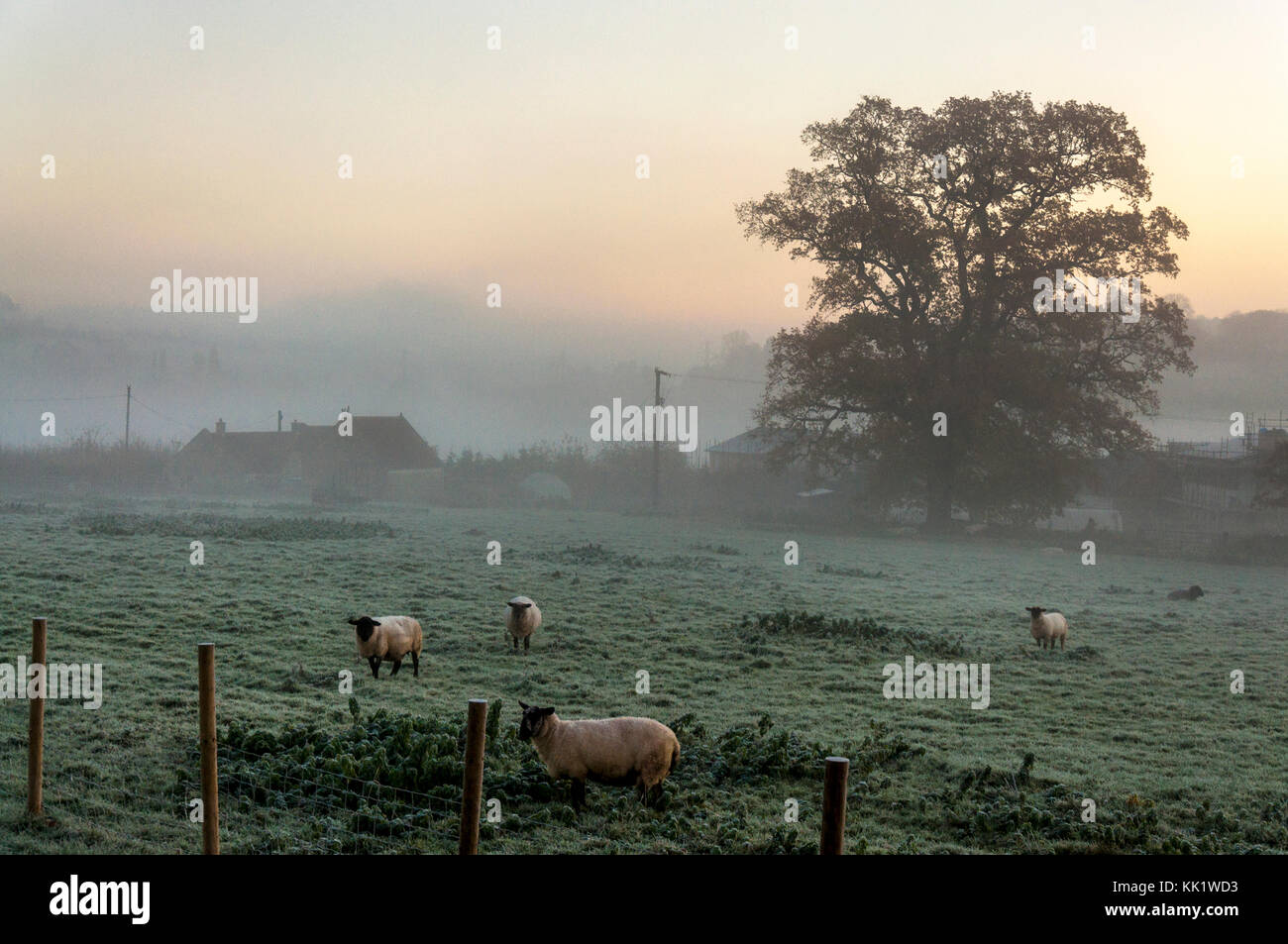 Autumn misty morning on a sheep lamb farm in Bathampton, Somerset, England, UK Stock Photo