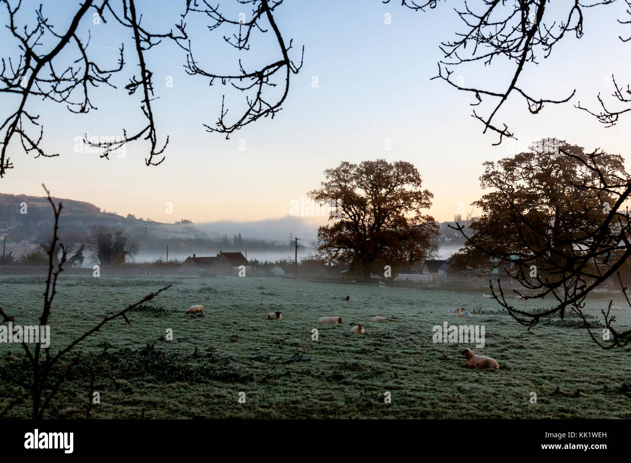 Autumn misty morning on a sheep lamb farm in Bathampton, Somerset, England, UK Stock Photo