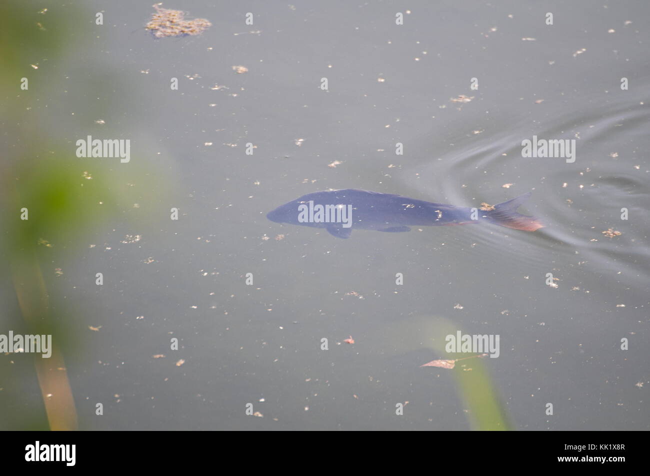 Carp Fish Swimming on Surface of Water in the Lake Stock Photo