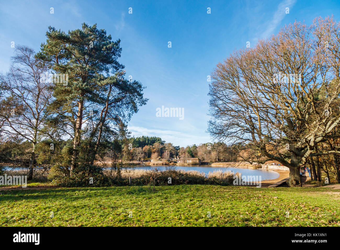 Frensham Little Pond, a popular local beauty spot near Farnham, Surrey, southeast England, view on sunny day with blue sky in late autumn/early winter Stock Photo