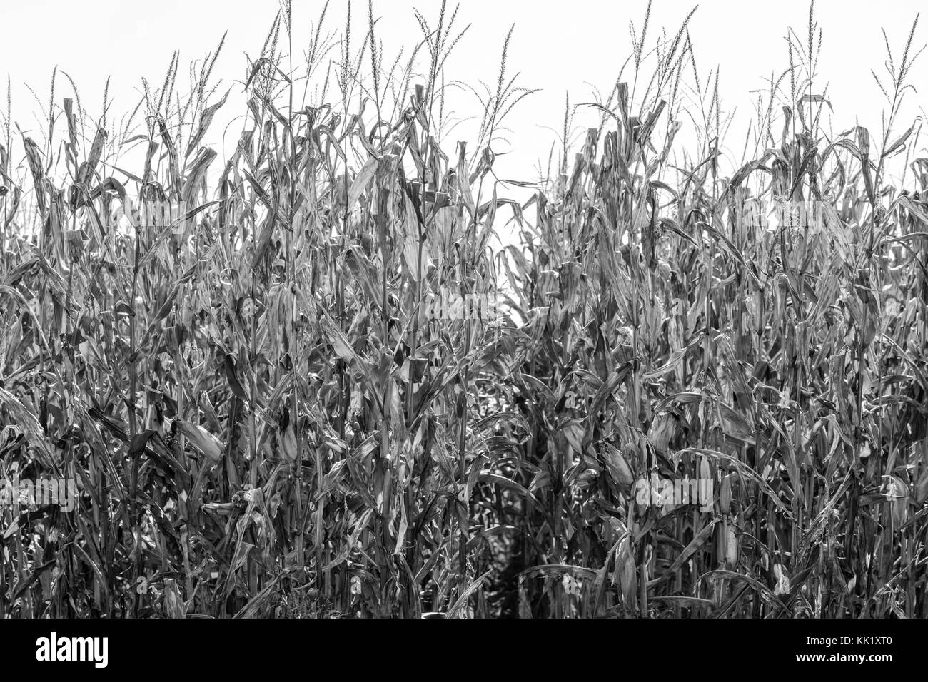 black and white image of corn in east hamptonm ny Stock Photo