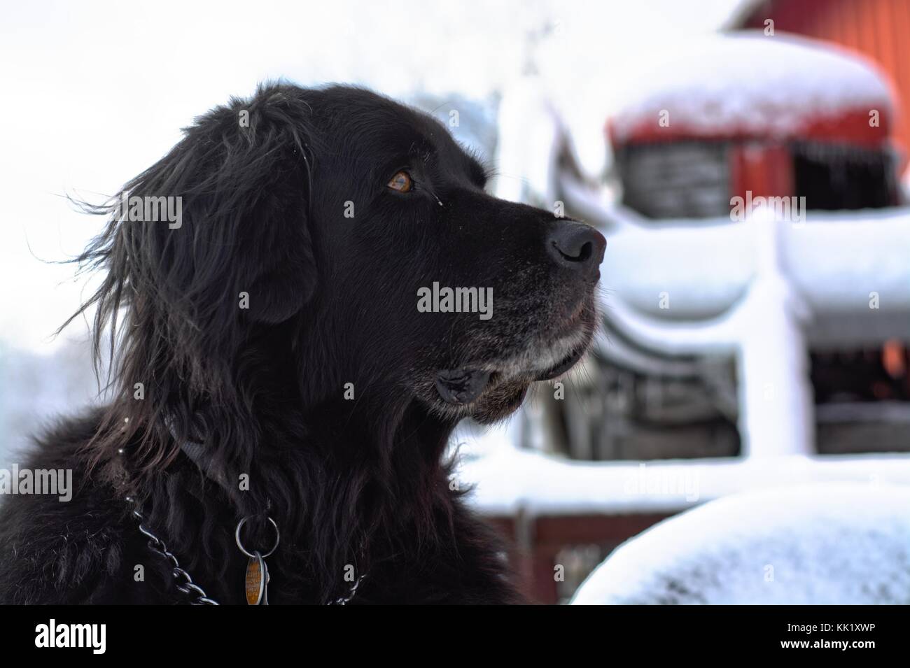 black dog in winter portrait Stock Photo - Alamy