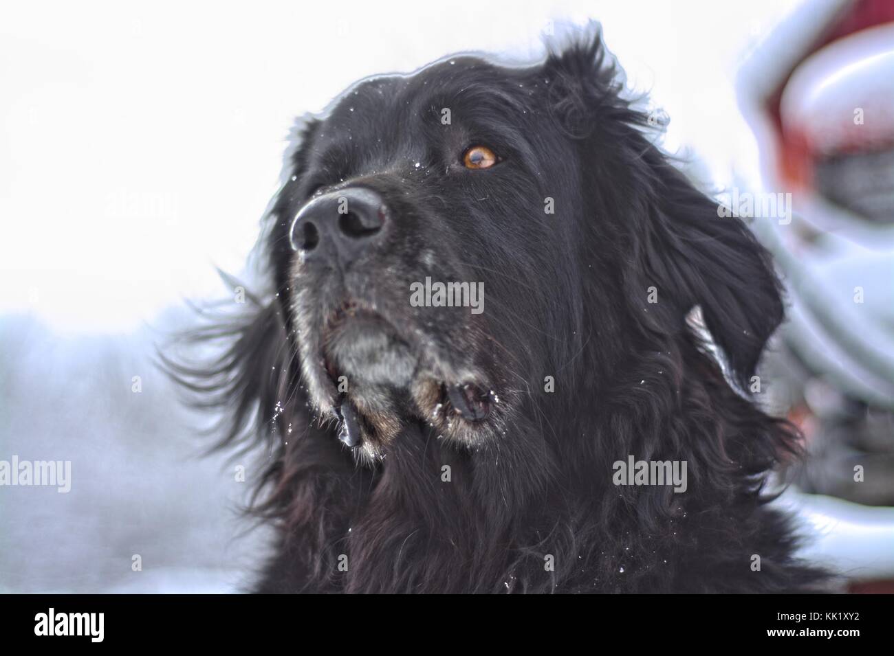 black dog in winter portrait Stock Photo - Alamy
