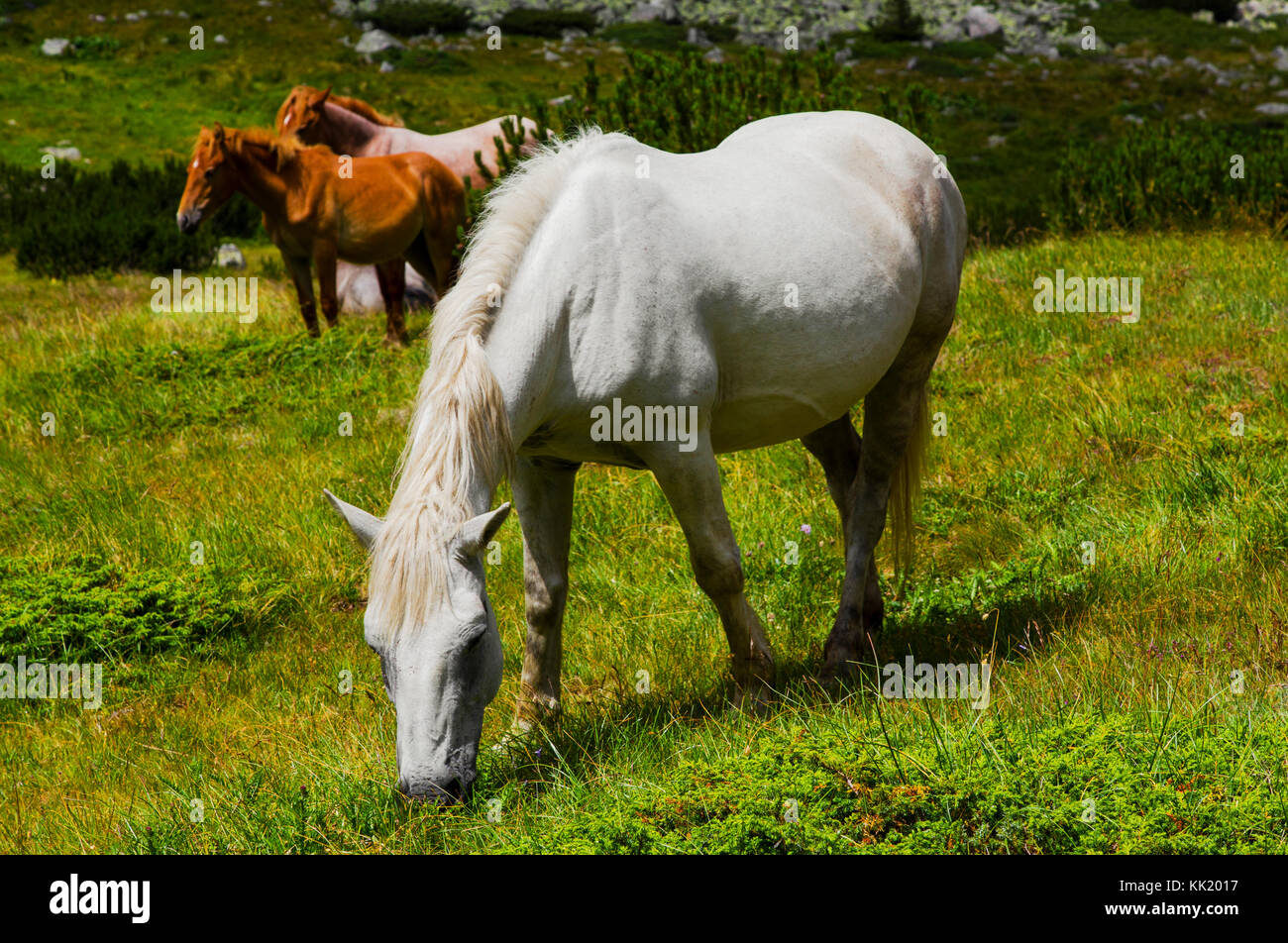 Beautiful landscape with wild horses in the mountain Stock Photo - Alamy